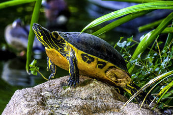 Turtle in the Sun - бесплатный image #350967